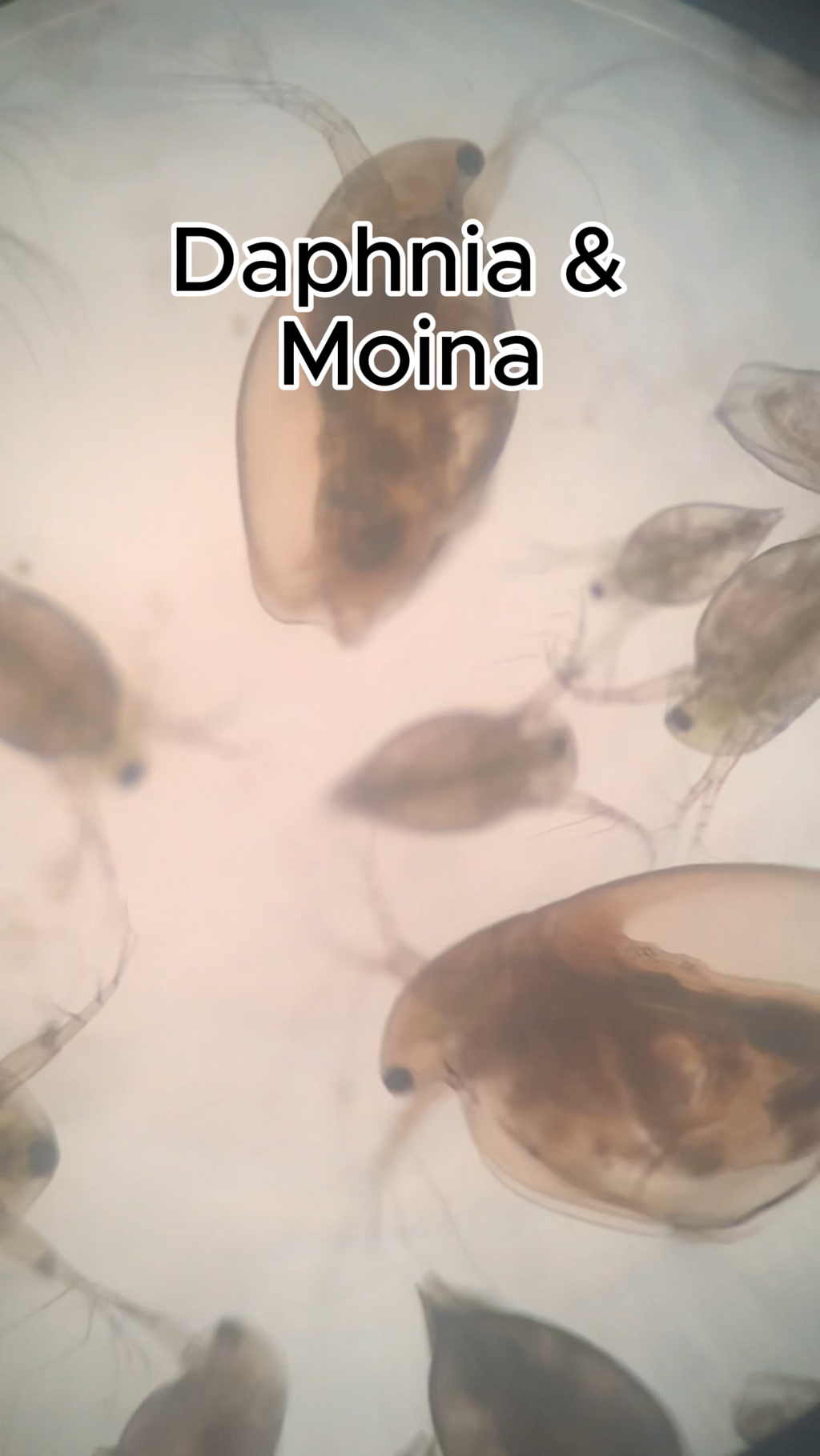 Live Instant Microbial Food Web Kit – Daphnia, Ostracods, Copepods + More