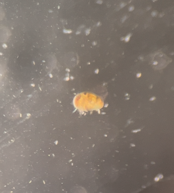 150+ Live Seed Shrimp (Ostracods) No parasites + pipette/dropper