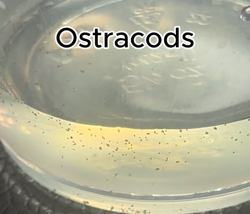 Live Instant Microbial Food Web Kit – Daphnia, Ostracods, Copepods + More