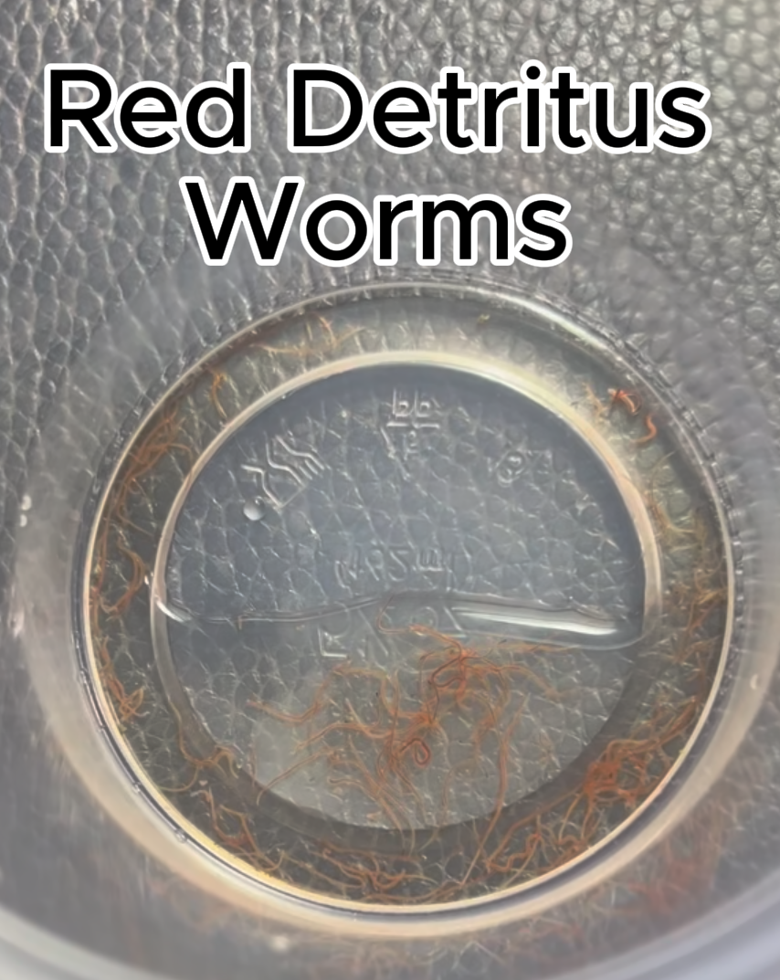 Live Instant Microbial Food Web Kit – Daphnia, Ostracods, Copepods + More