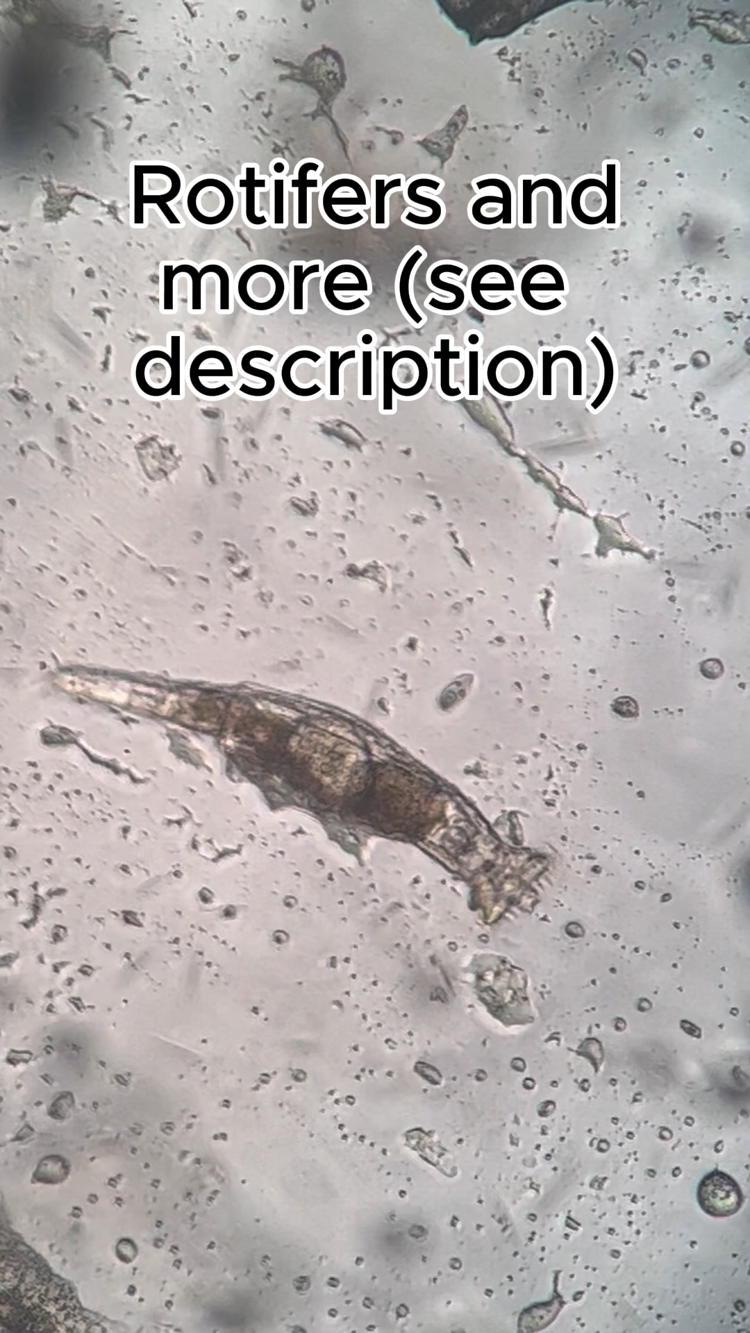 Live Instant Microbial Food Web Kit – Daphnia, Ostracods, Copepods + More