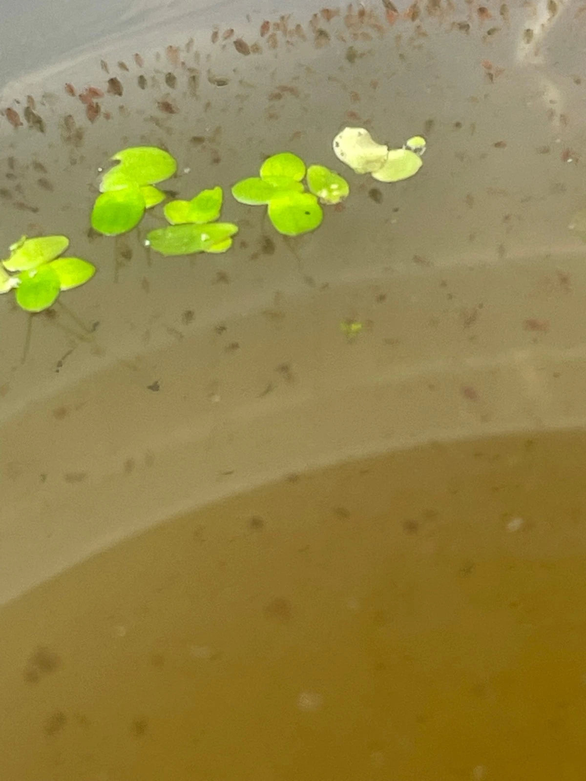 200+ Live Daphnia and Moina No parasites + pipette/dropper