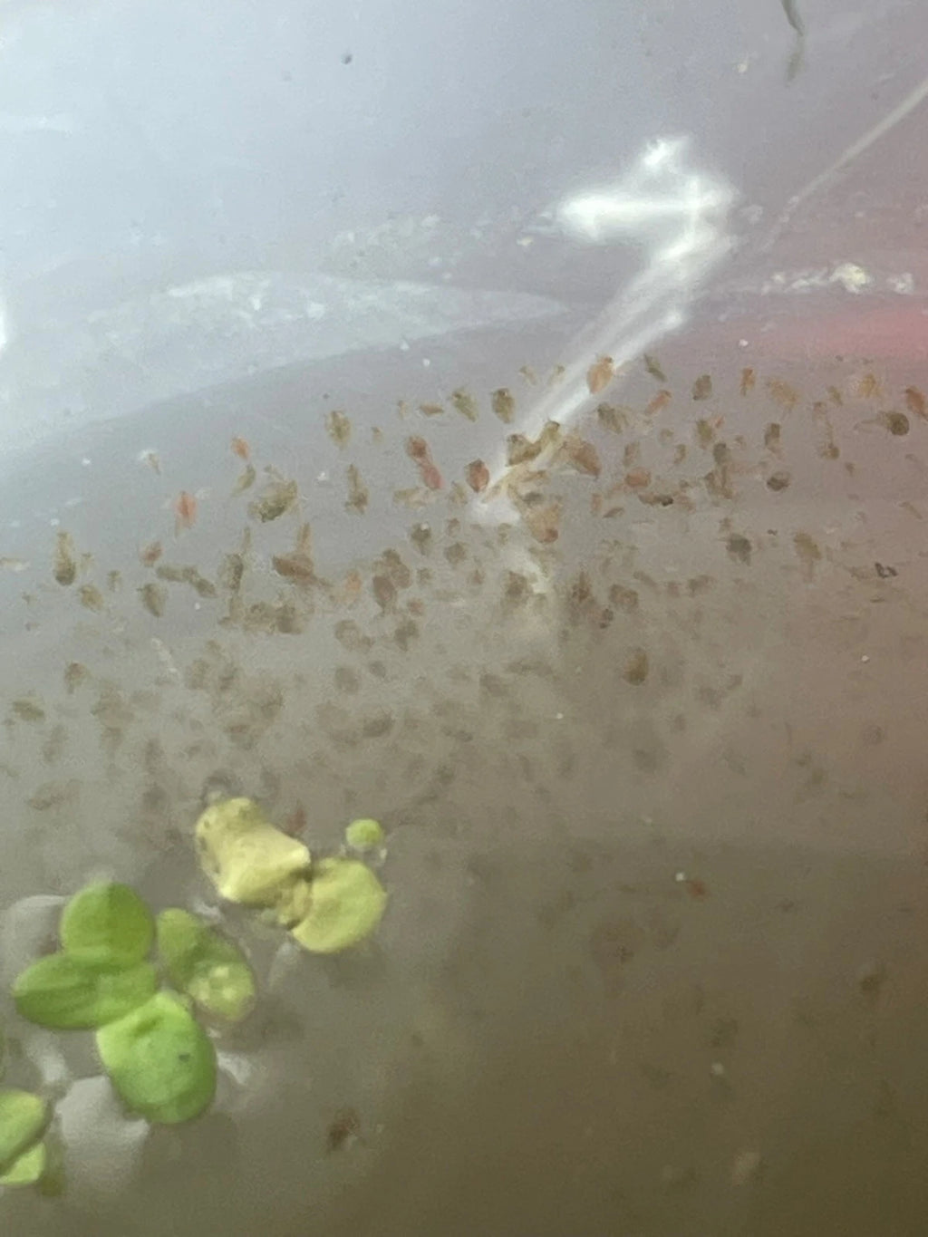 200+ Live Daphnia and Moina No parasites + pipette/dropper