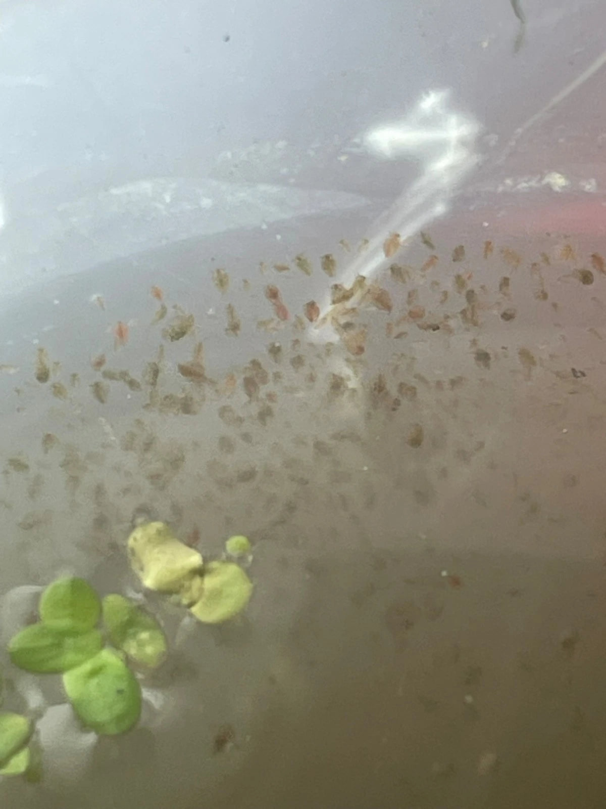 200+ Live Daphnia and Moina No parasites + pipette/dropper