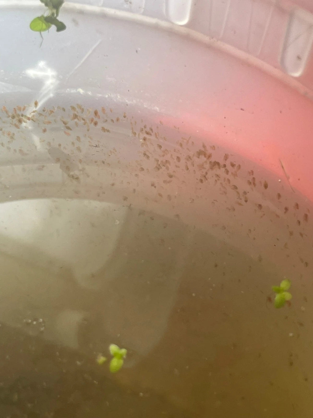 200+ Live Daphnia and Moina No parasites + pipette/dropper