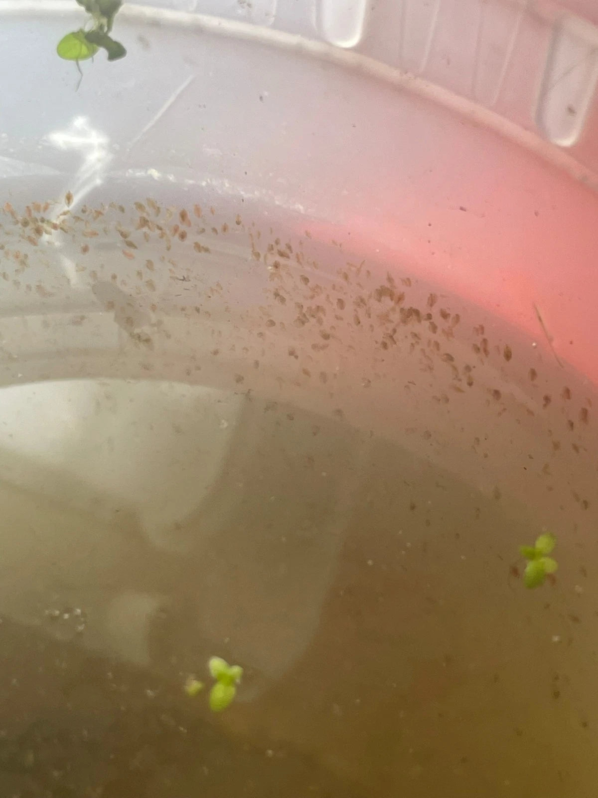 200+ Live Daphnia and Moina No parasites + pipette/dropper