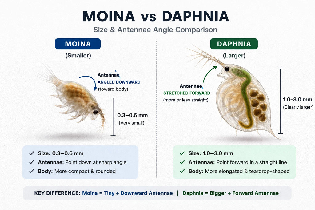 200+ Live Daphnia and Moina No parasites + pipette/dropper