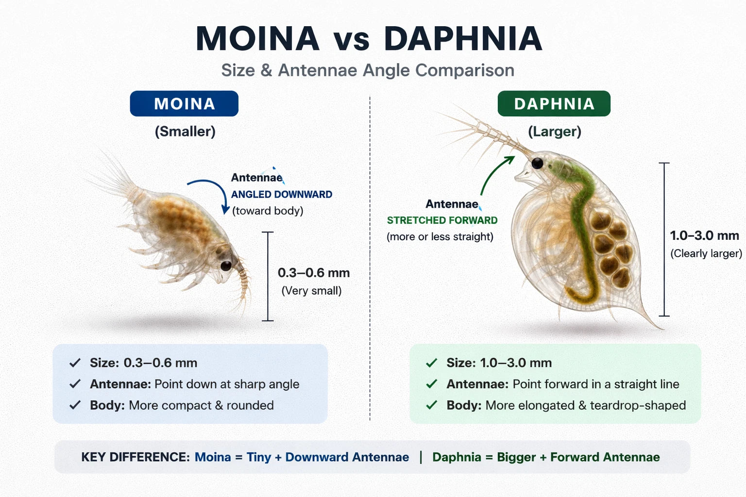 200+ Live Daphnia and Moina No parasites + pipette/dropper