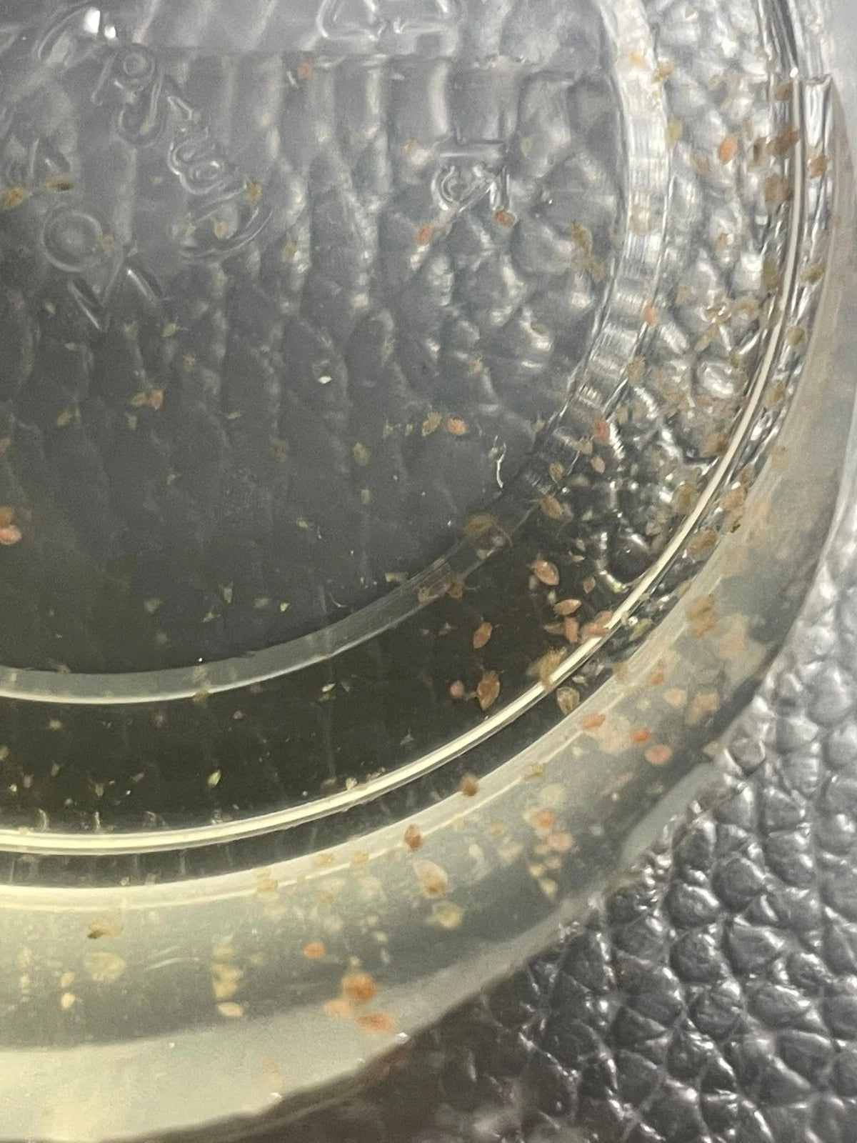 200+ Live Daphnia and Moina No parasites + pipette/dropper
