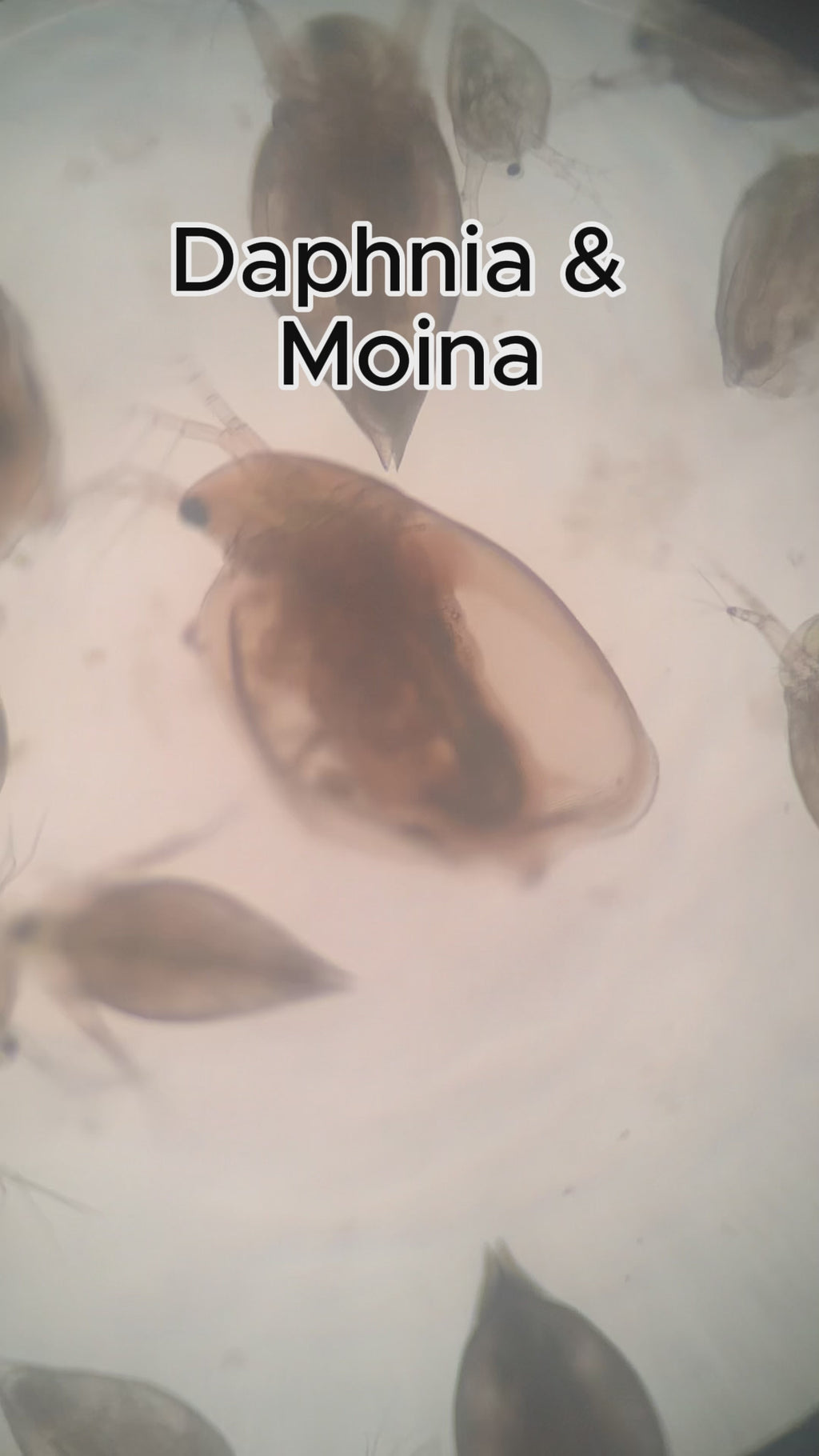 200+ Live Daphnia and Moina No parasites + pipette/dropper