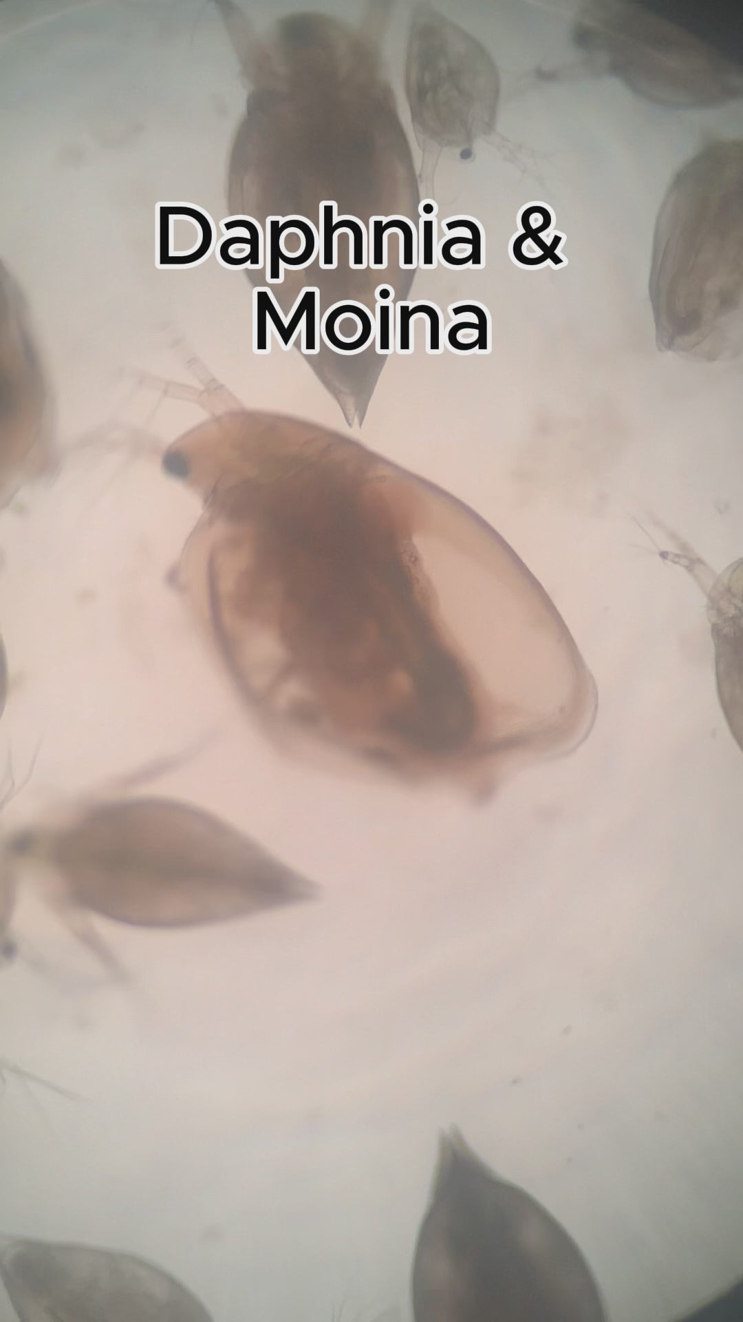 200+ Live Daphnia and Moina No parasites + pipette/dropper