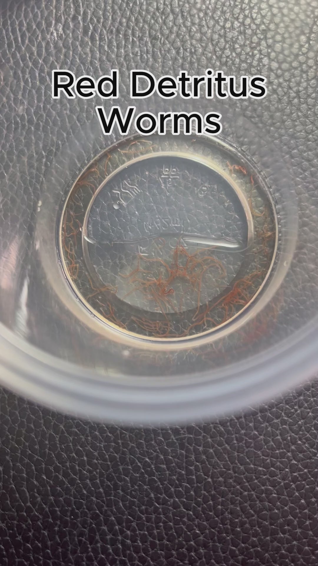 Live Instant Microbial Food Web Kit – Daphnia, Ostracods, Copepods + More