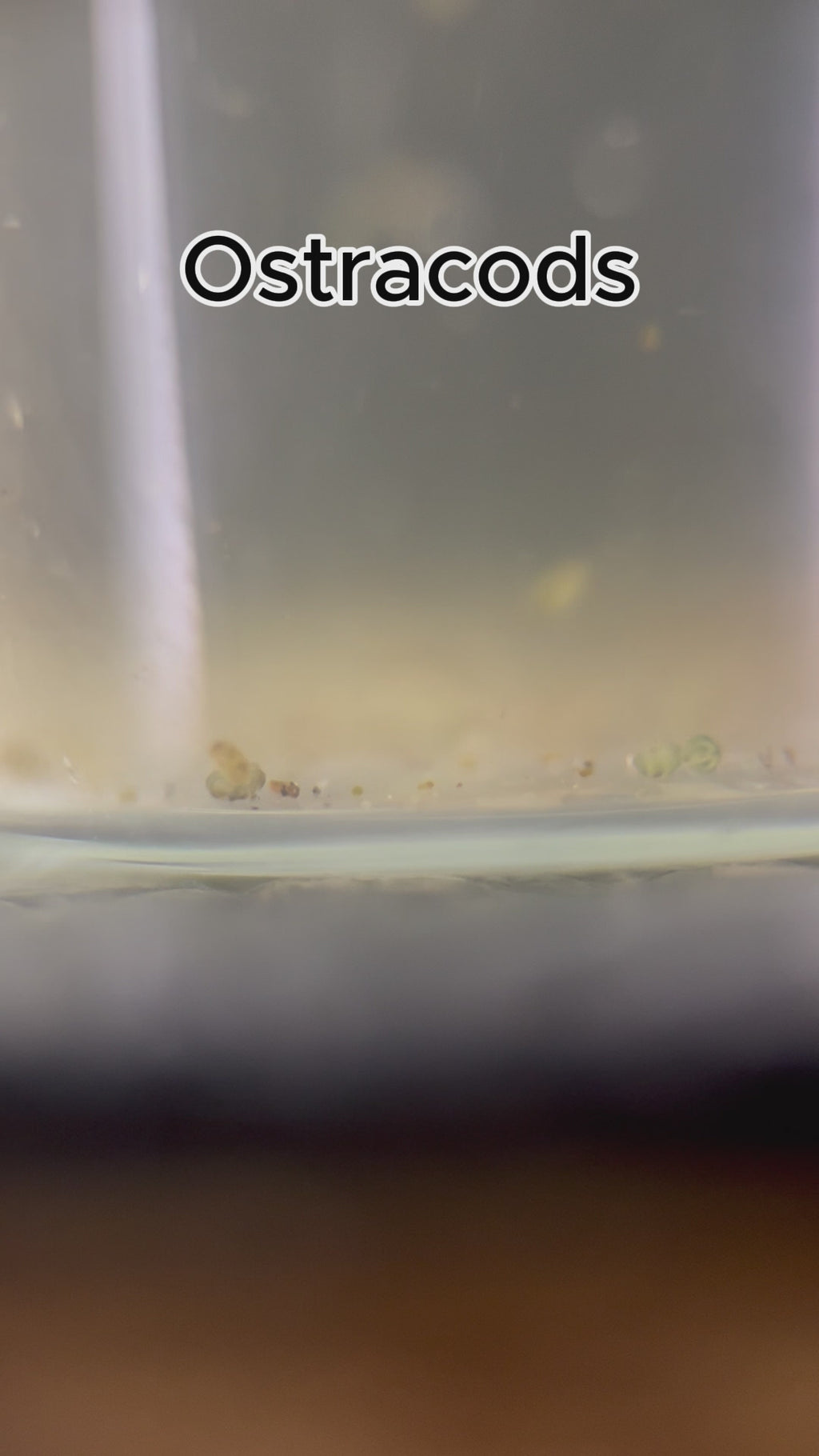 150+ Live Seed Shrimp (Ostracods) No parasites + pipette/dropper