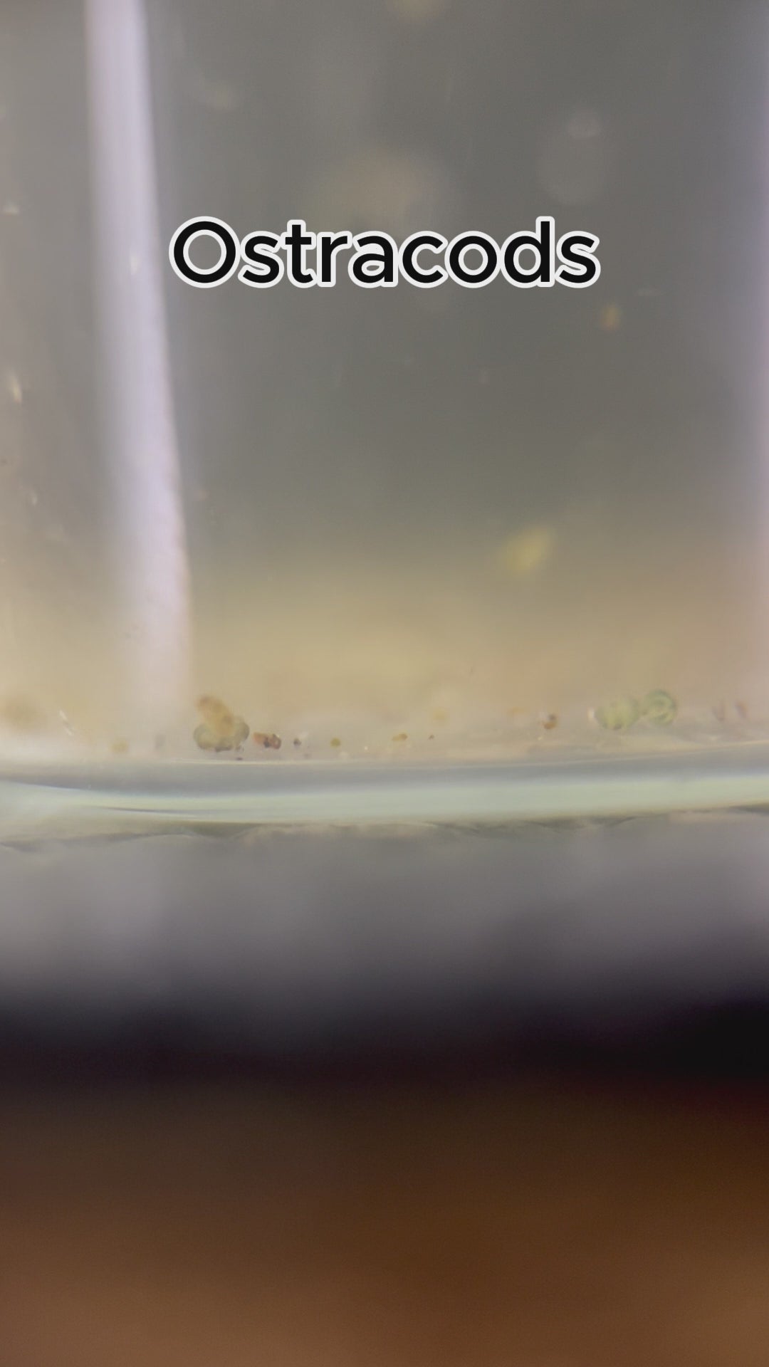 150+ Live Seed Shrimp (Ostracods) No parasites + pipette/dropper